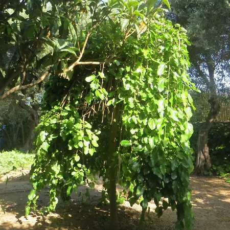 La Casa Piccola * Anacapri (Isola di Capri)